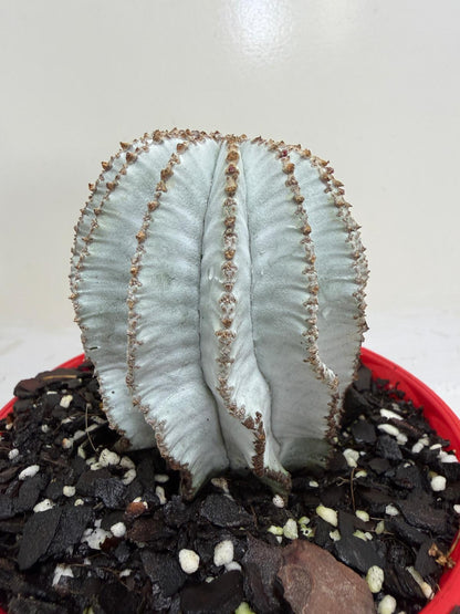 Euphorbia Polygona Snowflake
