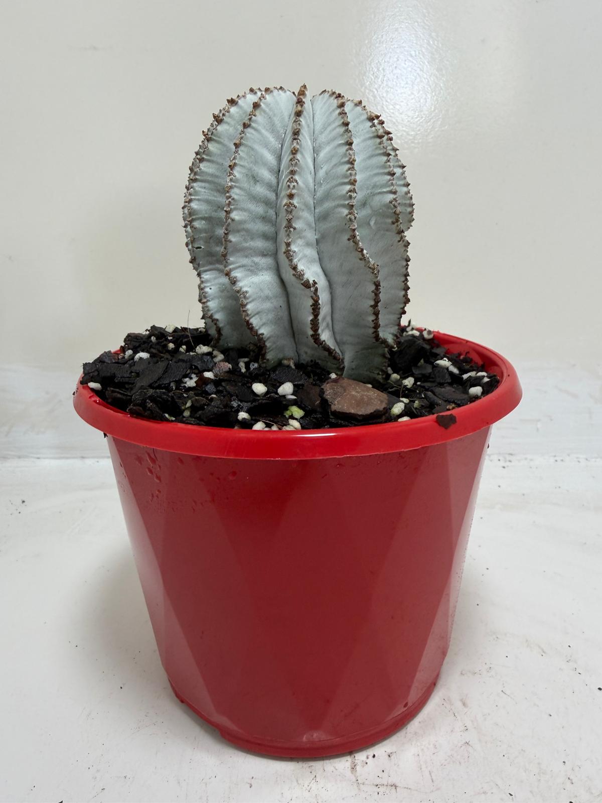 Euphorbia Polygona Snowflake