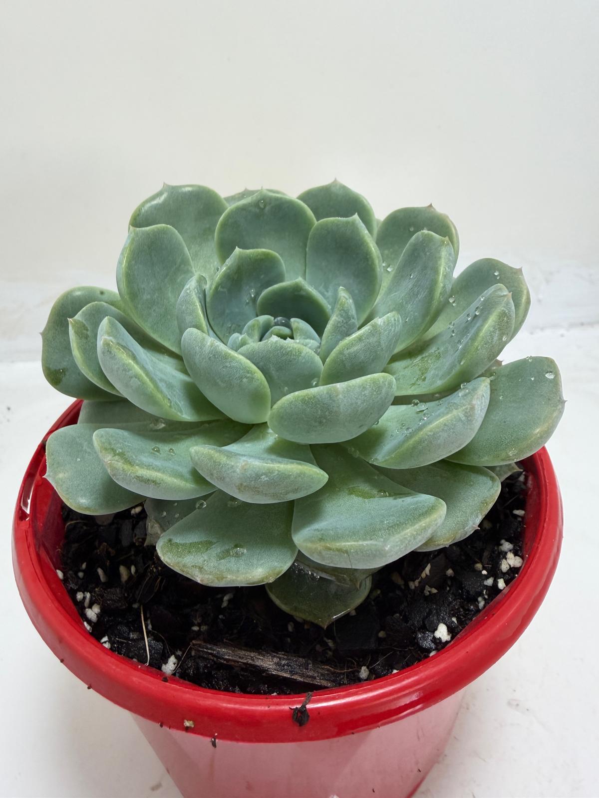 Echeveria 'Theo'