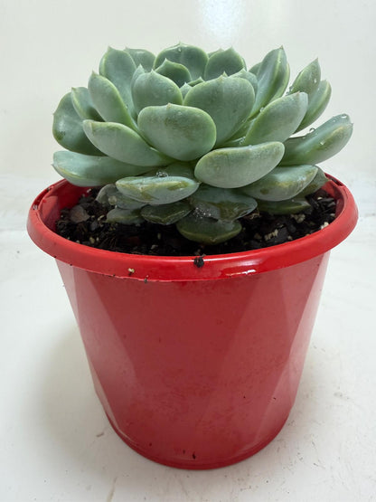 Echeveria 'Theo'