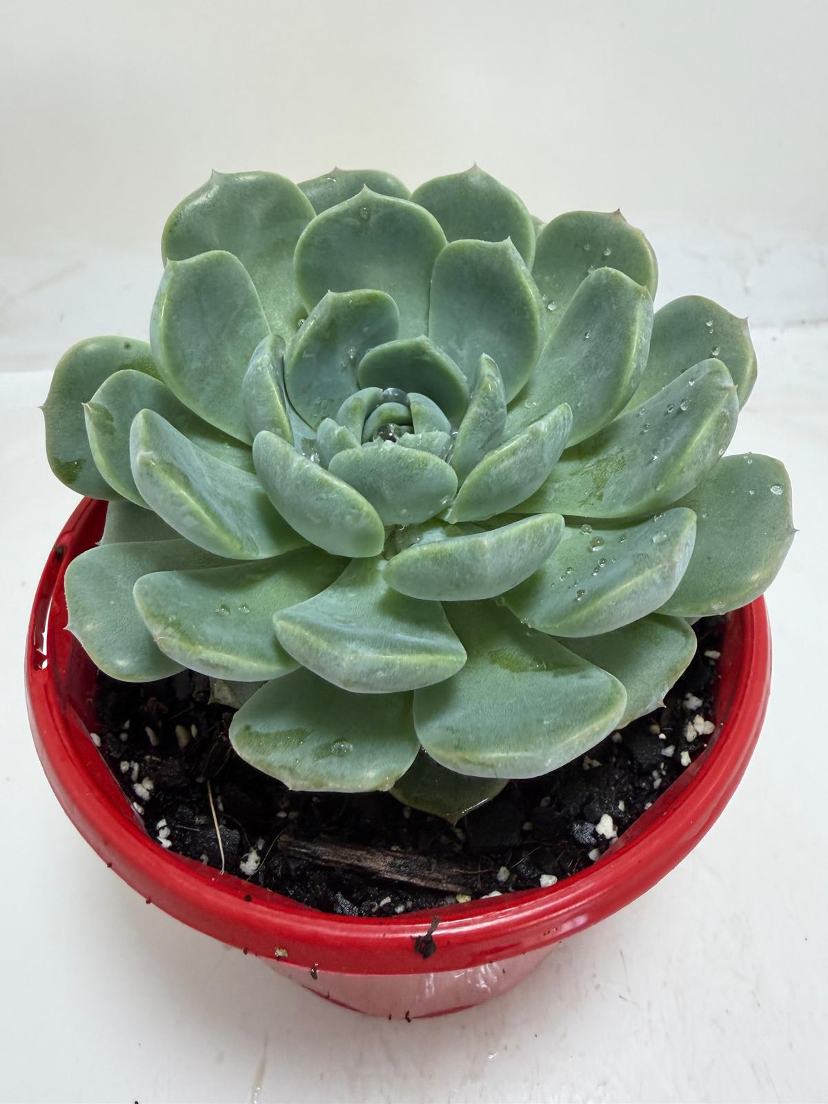 Echeveria 'Theo'