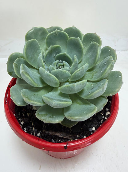 Echeveria 'Theo'