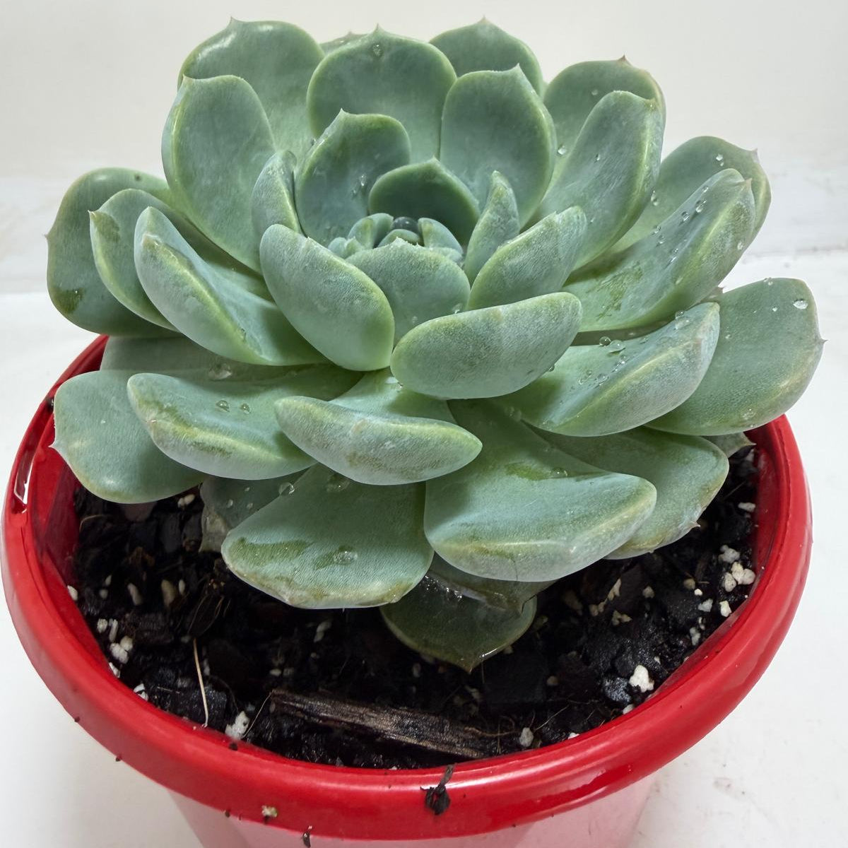 Echeveria 'Theo'