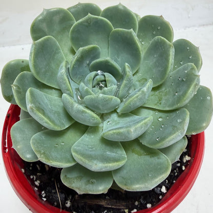 Echeveria 'Theo'