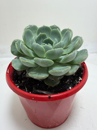 Echeveria 'Theo'