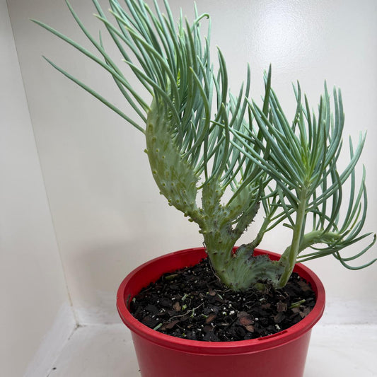 Mermaid Tail : Crested Senecio Talinoides - Narrow Leaf Chalk Stick #199