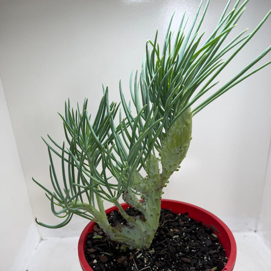 Mermaid Tail : Crested Senecio Talinoides - Narrow Leaf Chalk Stick #199