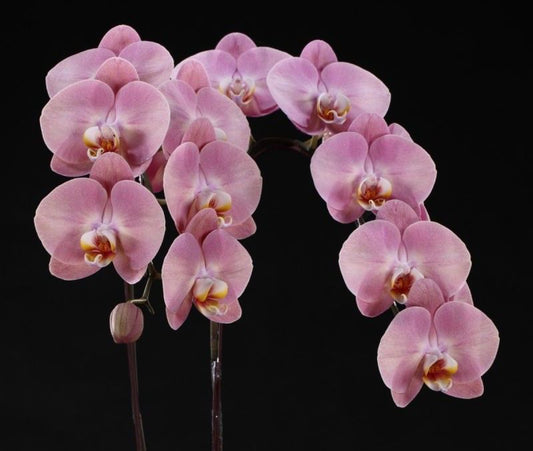 Phal. King Car Honey Peach