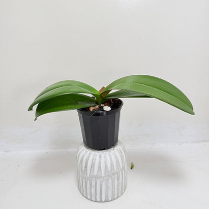 Phal. King Car Honey Peach