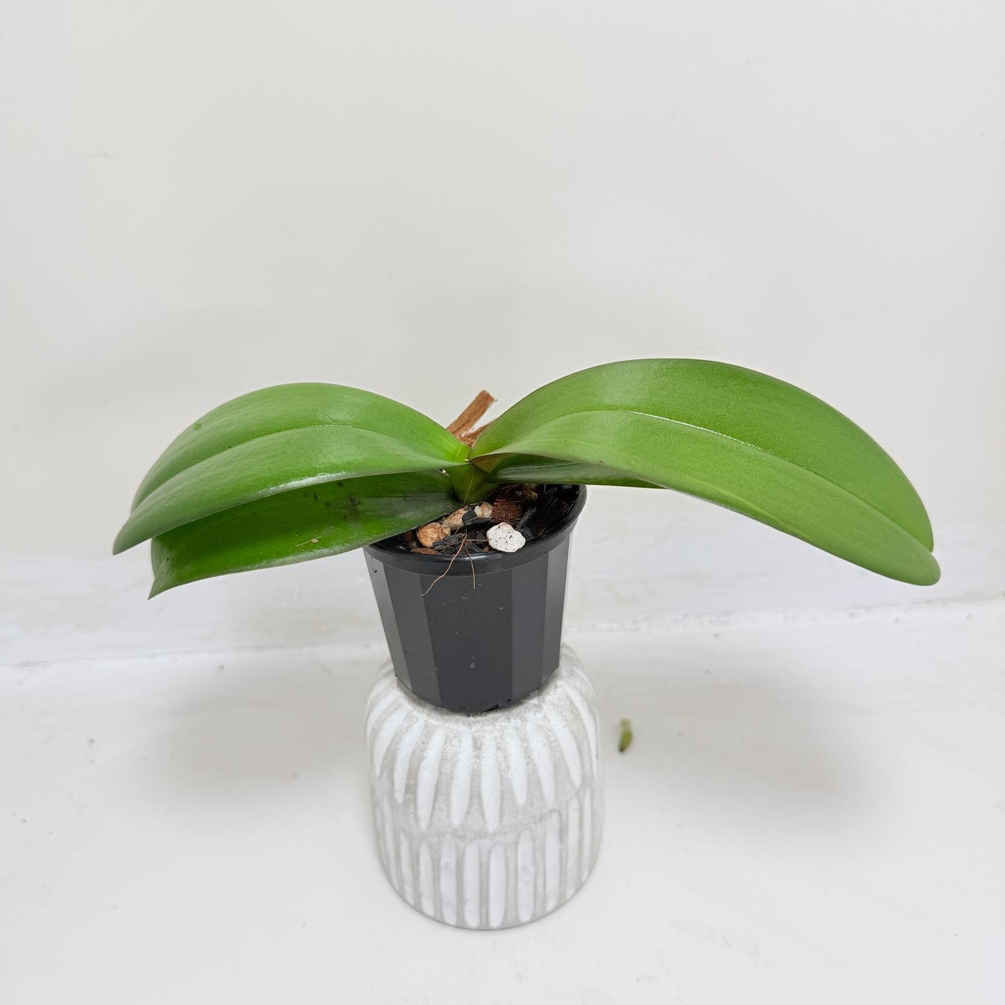 Phal. King Car Honey Peach