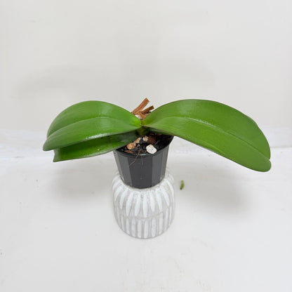 Phal. King Car Honey Peach