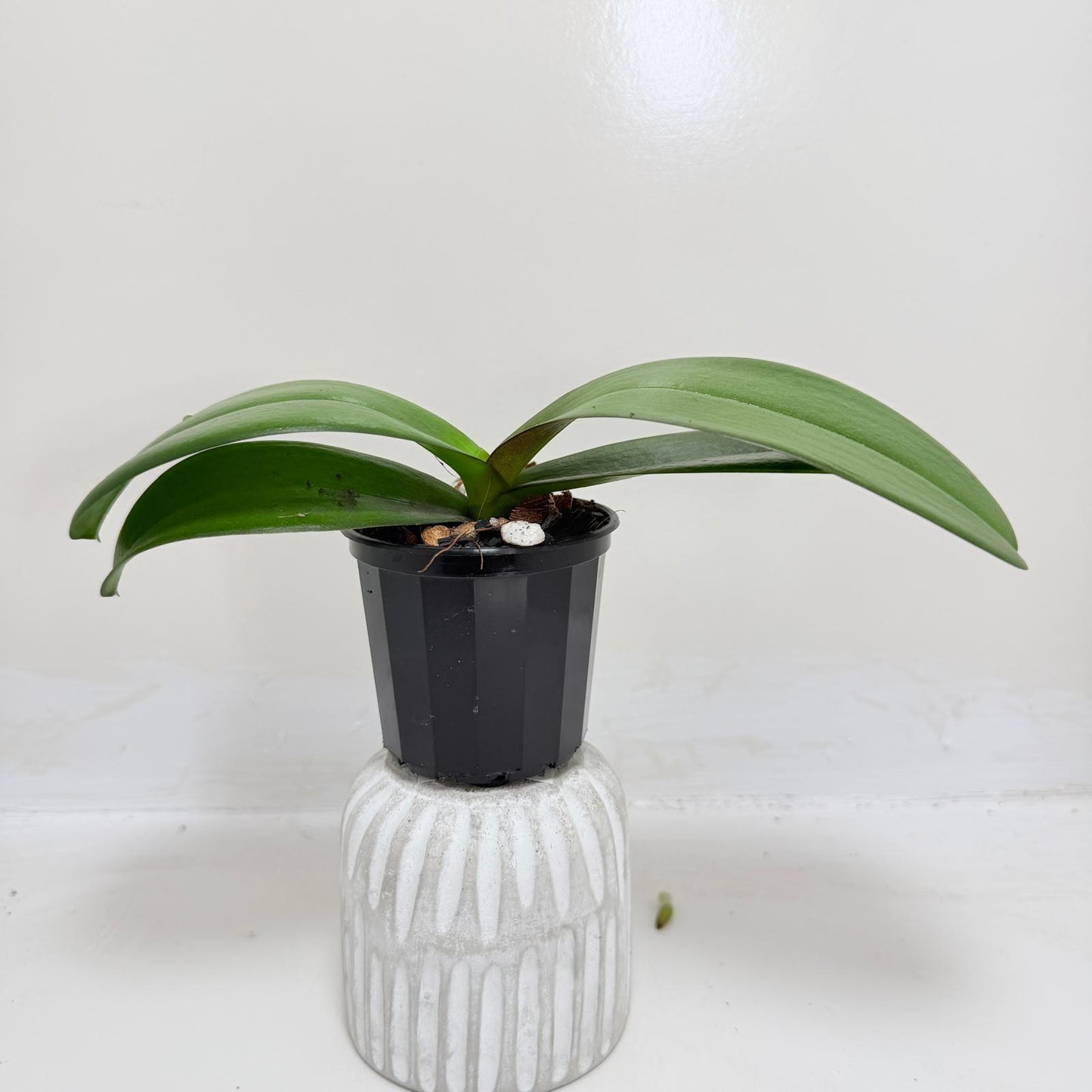 Phal. King Car Honey Peach