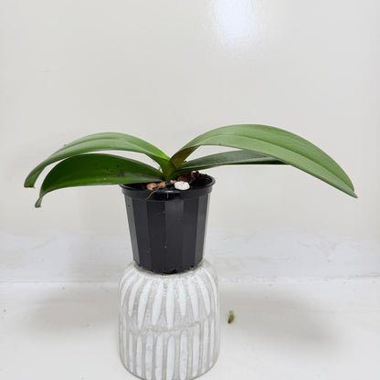 Phal. King Car Honey Peach