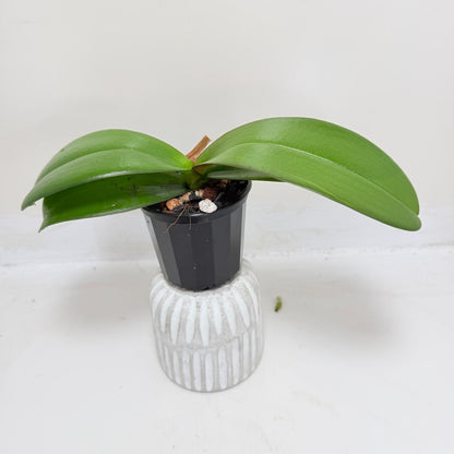 Phal. King Car Honey Peach