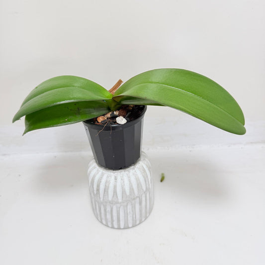 Phal. King Car Honey Peach