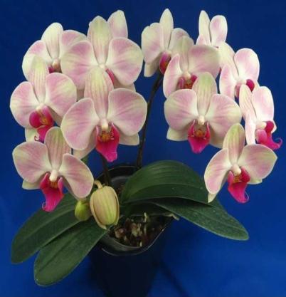 Phal. King Car Rosy Lips