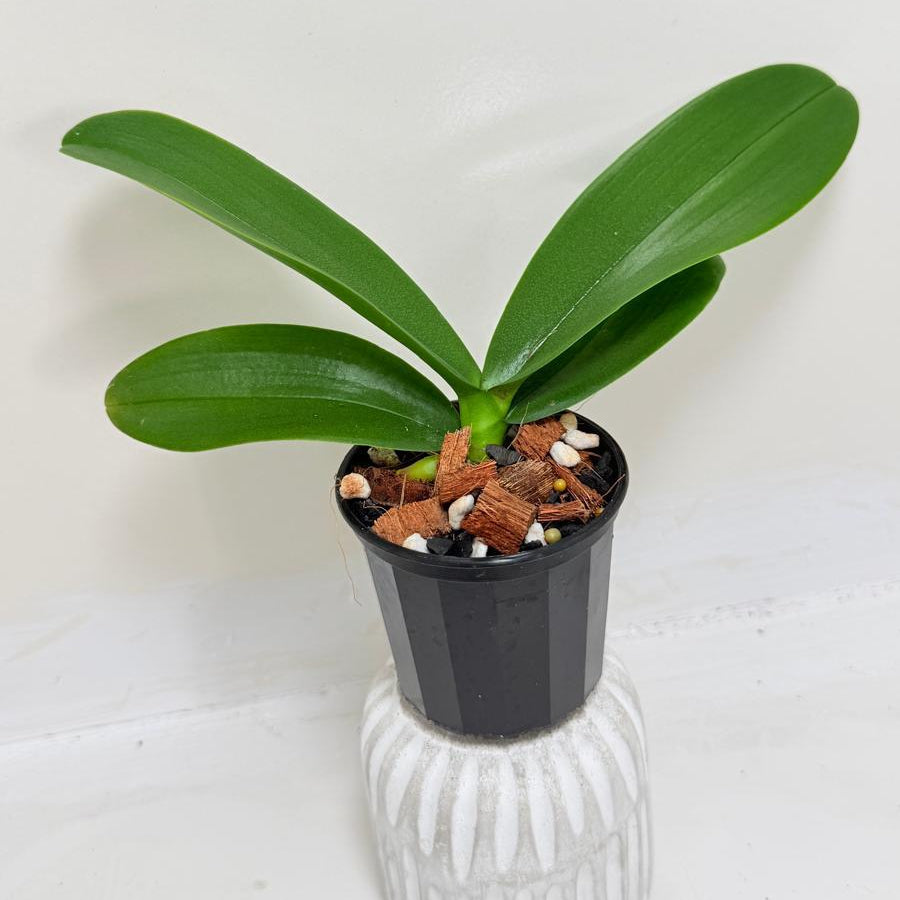 Phal. King Car Rosy Lips