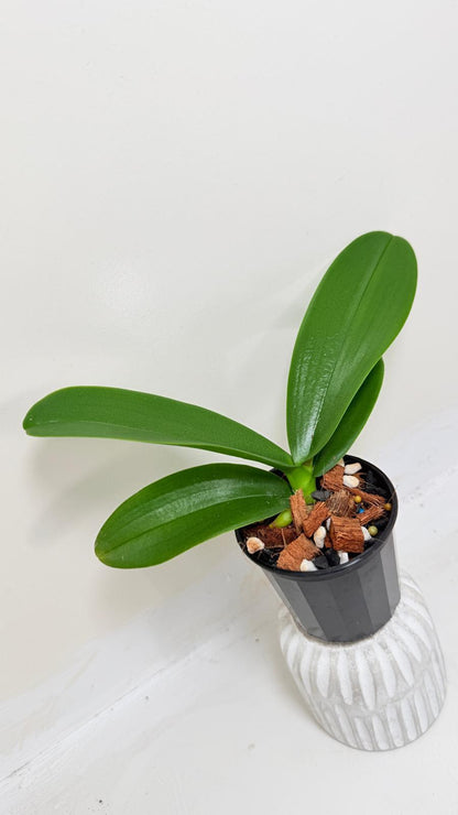 Phal. King Car Rosy Lips