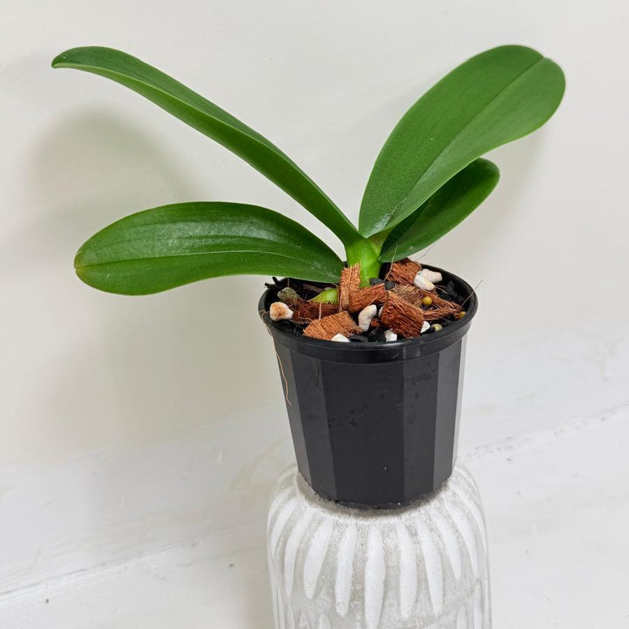 Phal. King Car Rosy Lips