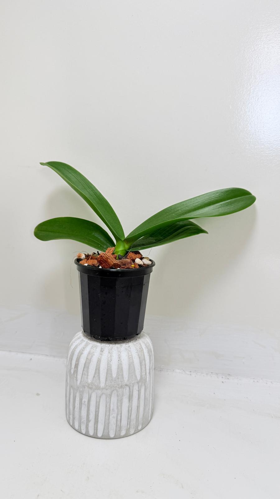 Phal. King Car Rosy Lips