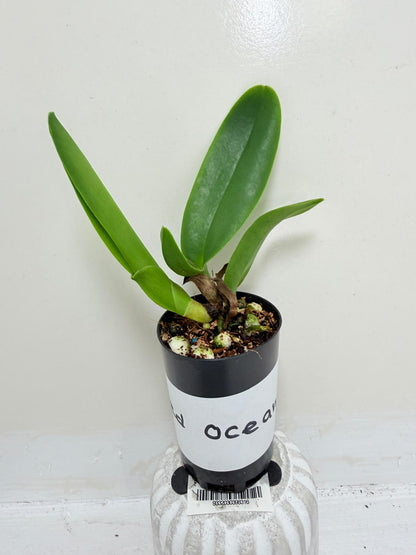 Rlc. Siam Red King ‘Red Ocean’