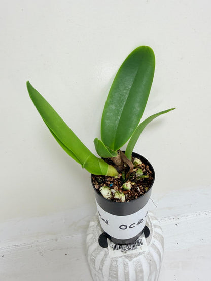 Rlc. Siam Red King ‘Red Ocean’