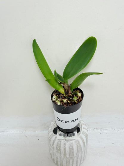 Rlc. Siam Red King ‘Red Ocean’