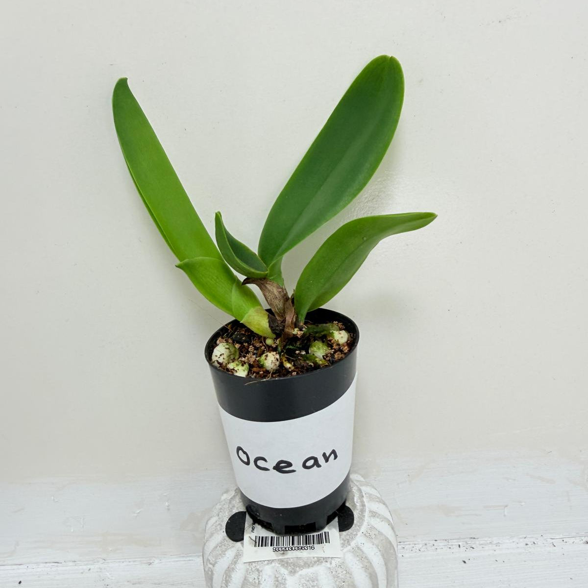 Rlc. Siam Red King ‘Red Ocean’