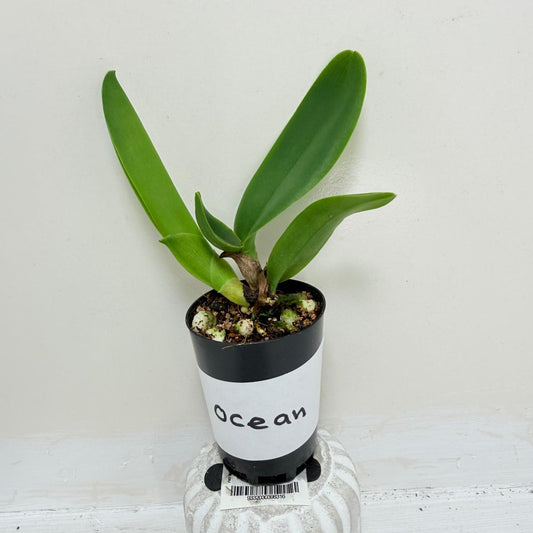 Rlc. Siam Red King ‘Red Ocean’