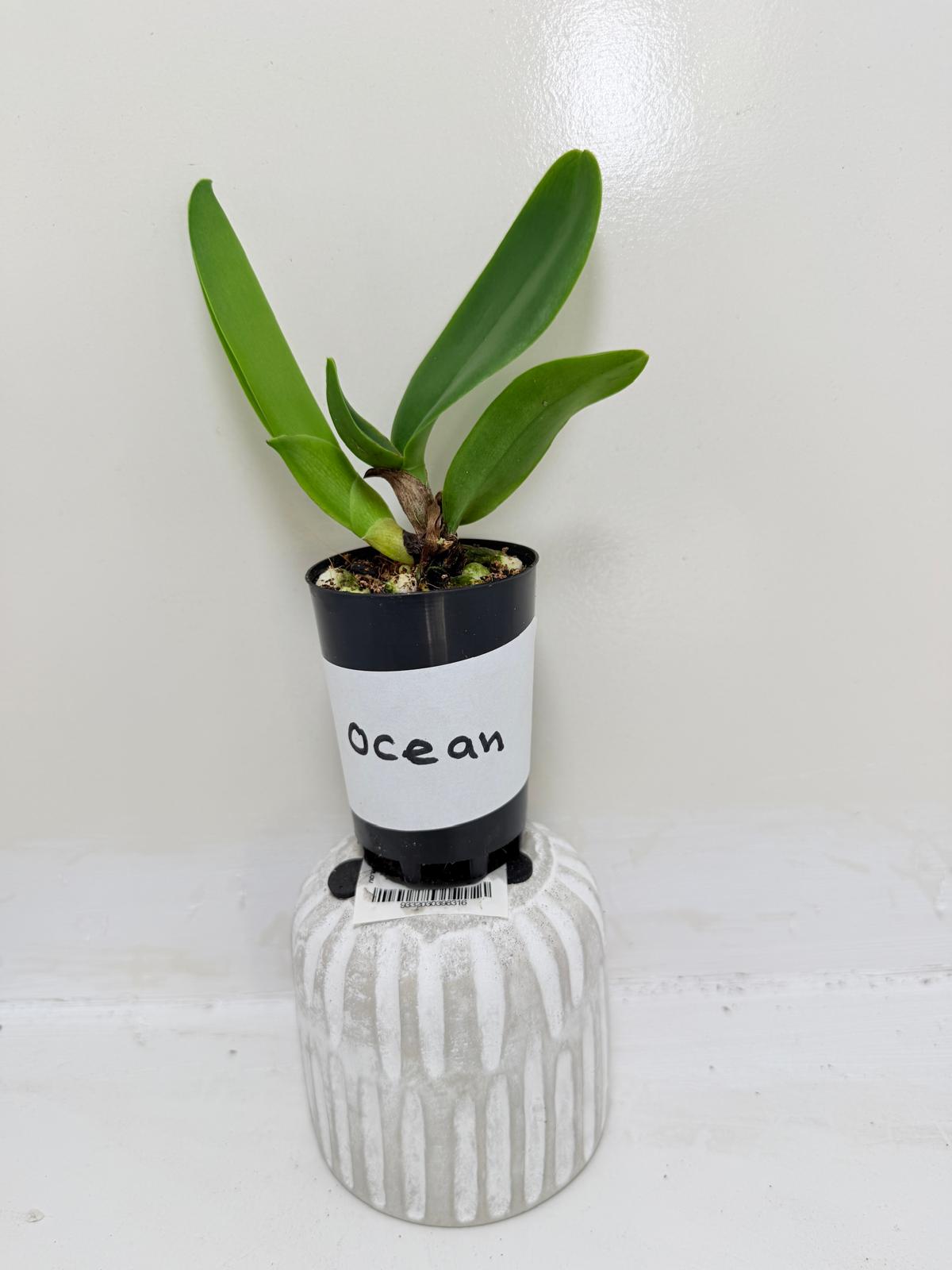 Rlc. Siam Red King ‘Red Ocean’