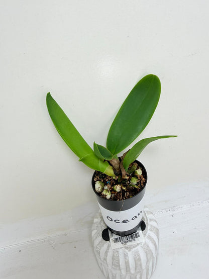 Rlc. Siam Red King ‘Red Ocean’