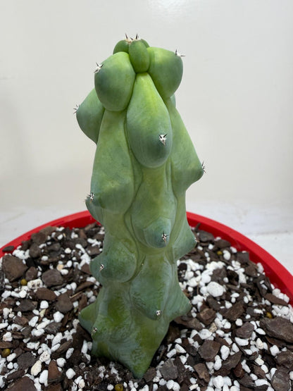 Blue Boobs Cactus (Myrtillocactus Geometrizans Fukurokuryuzinboku)