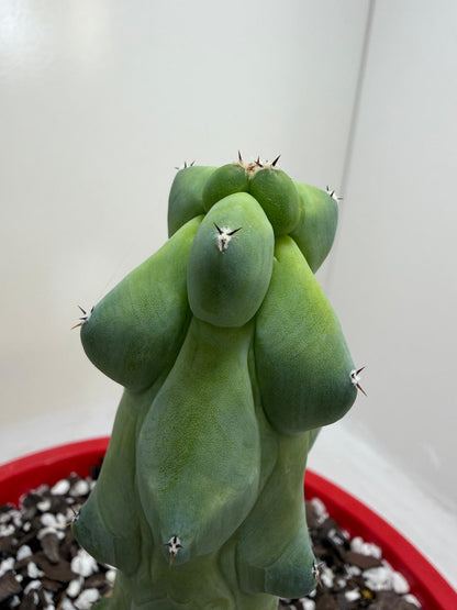 Blue Boobs Cactus (Myrtillocactus Geometrizans Fukurokuryuzinboku)