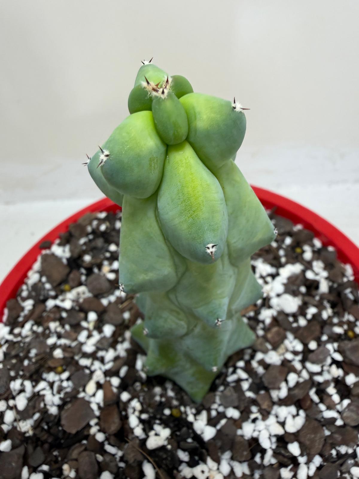 Blue Boobs Cactus (Myrtillocactus Geometrizans Fukurokuryuzinboku)