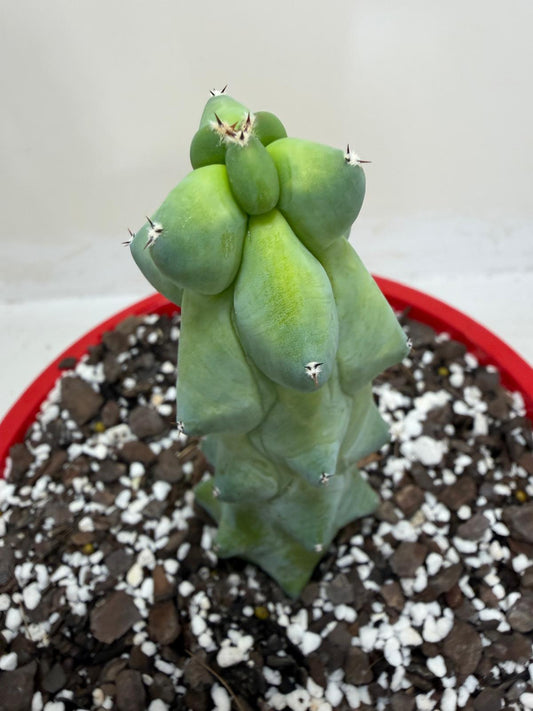 Blue Boobs Cactus (Myrtillocactus Geometrizans Fukurokuryuzinboku)