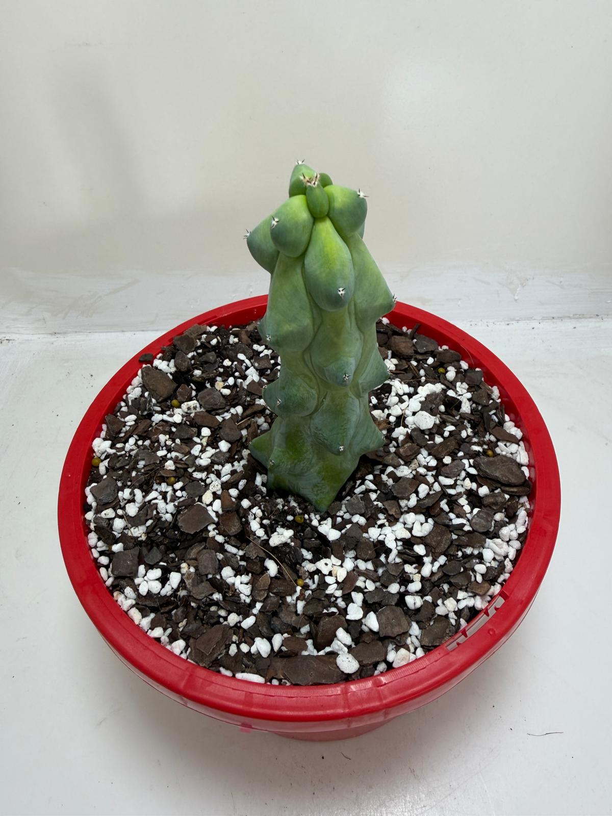 Blue Boobs Cactus (Myrtillocactus Geometrizans Fukurokuryuzinboku)