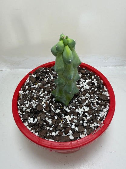 Blue Boobs Cactus (Myrtillocactus Geometrizans Fukurokuryuzinboku)