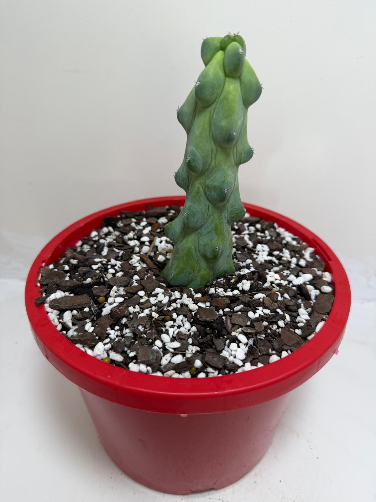 Blue Boobs Cactus (Myrtillocactus Geometrizans Fukurokuryuzinboku)