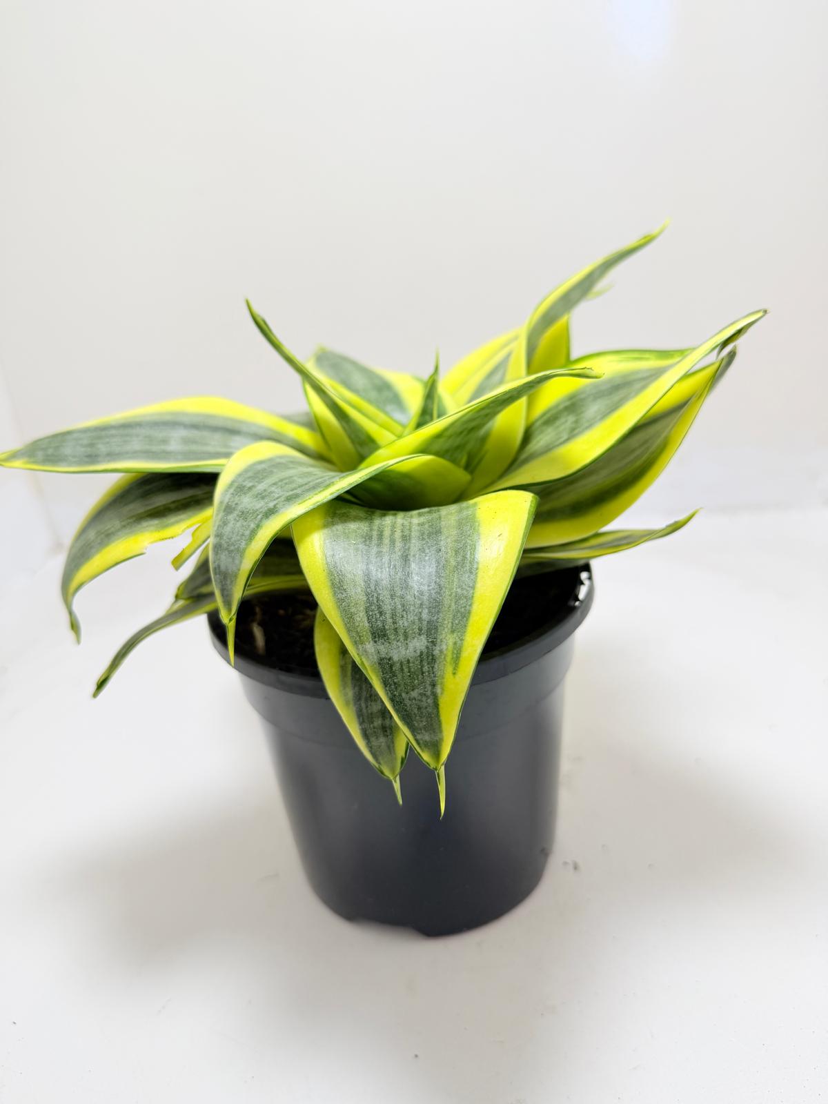 Dracaena Trifasciata 'Golden Hahnii'