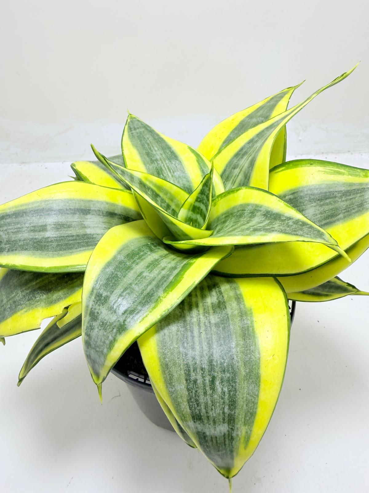 Dracaena Trifasciata 'Golden Hahnii'
