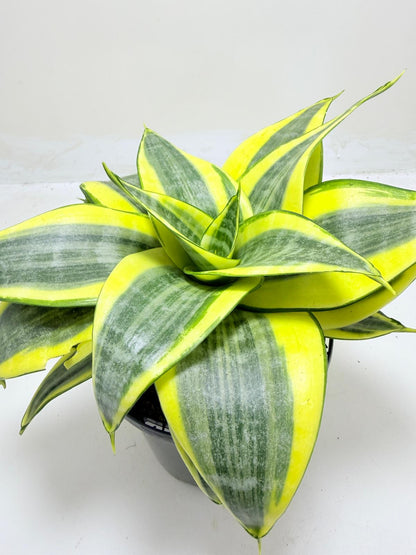 Dracaena Trifasciata 'Golden Hahnii'