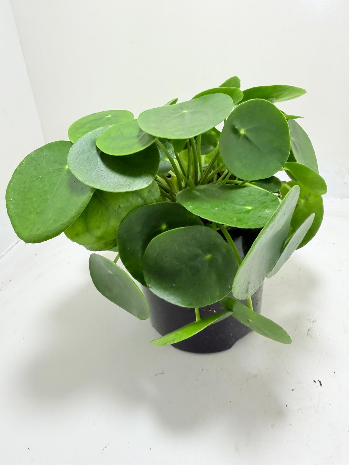 Chinese Money Plant - Pilea Peperomioides