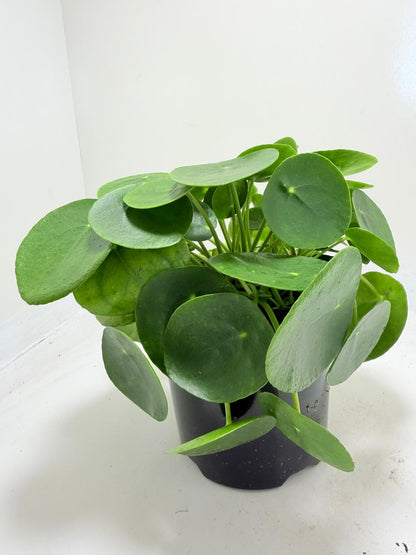 Chinese Money Plant - Pilea Peperomioides