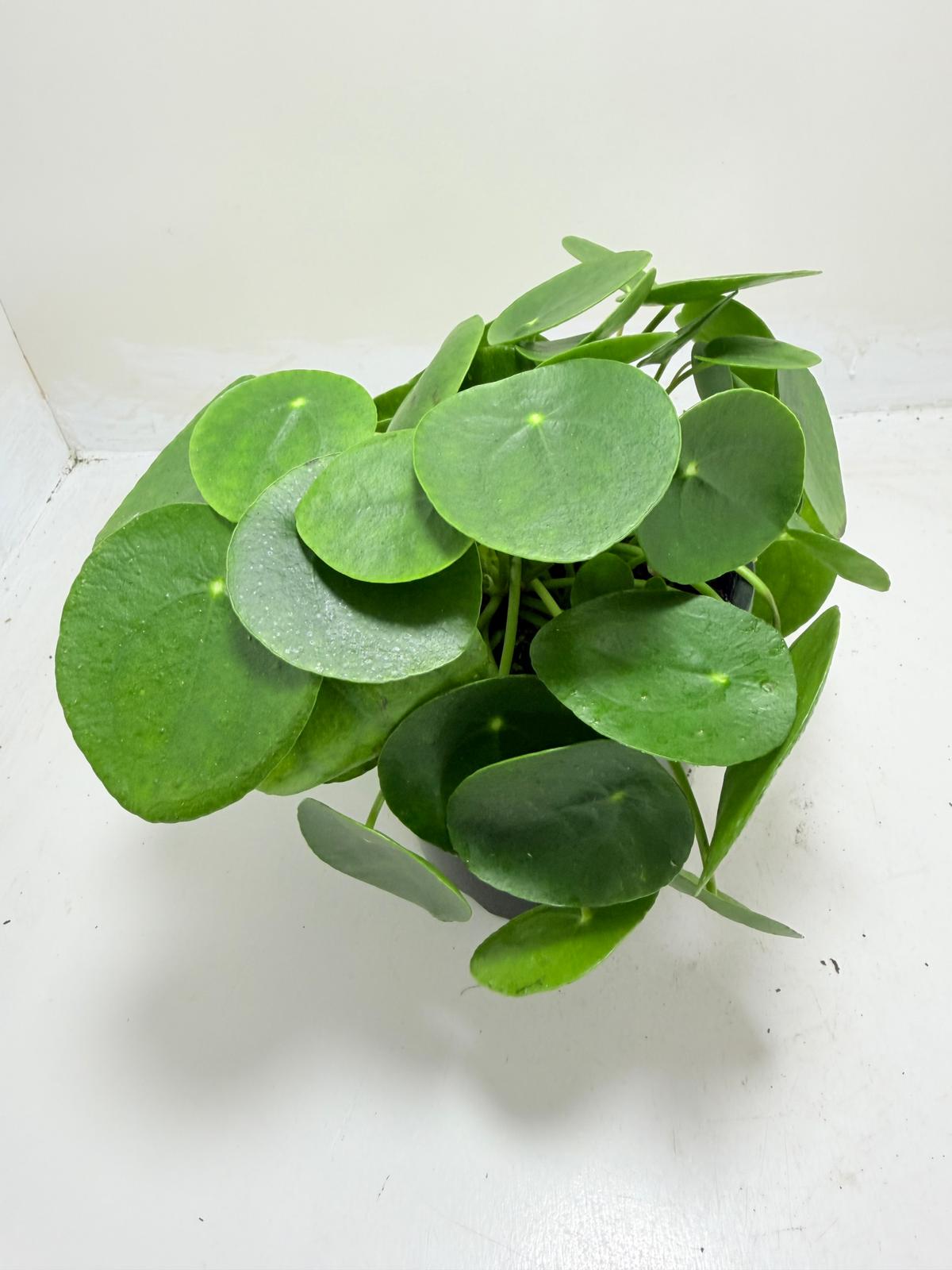 Chinese Money Plant - Pilea Peperomioides