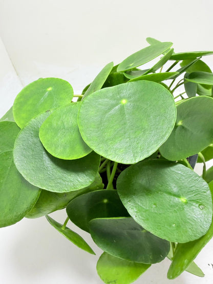 Chinese Money Plant - Pilea Peperomioides