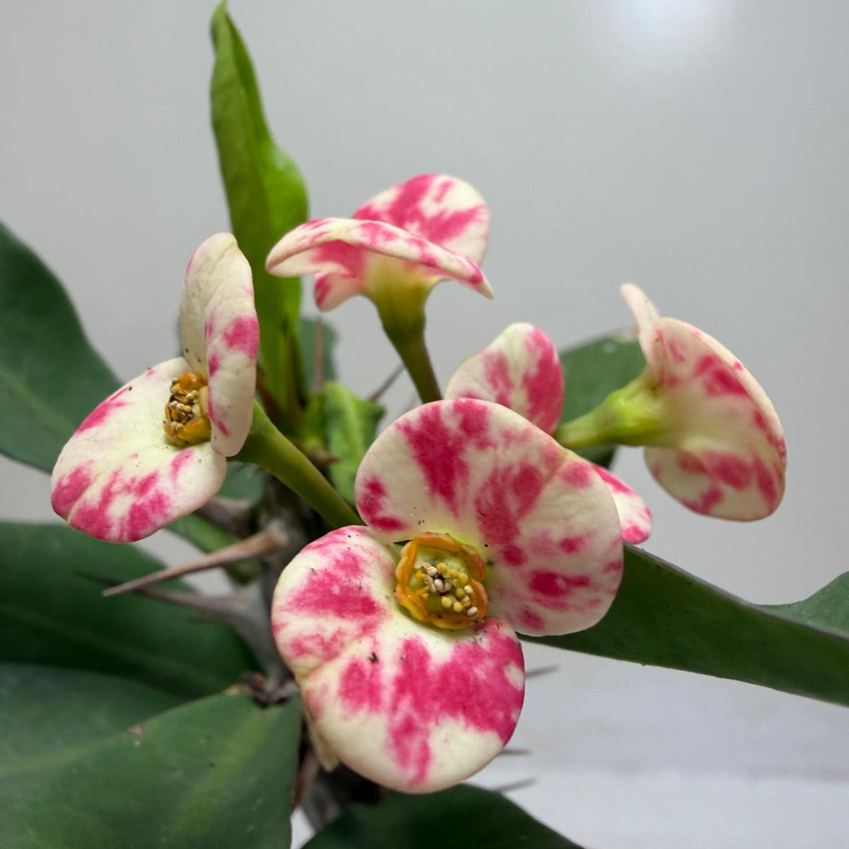 Euphobia Milli - Crown of Thorns #805