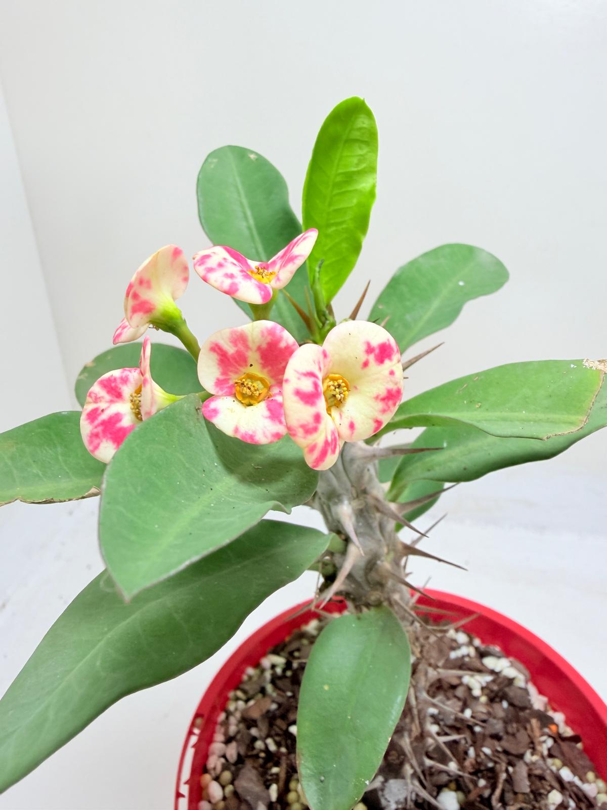 Euphobia Milli - Crown of Thorns #805