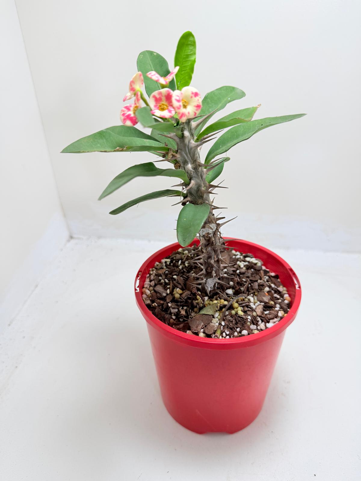 Euphobia Milli - Crown of Thorns #805