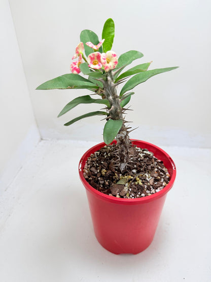 Euphobia Milli - Crown of Thorns #805