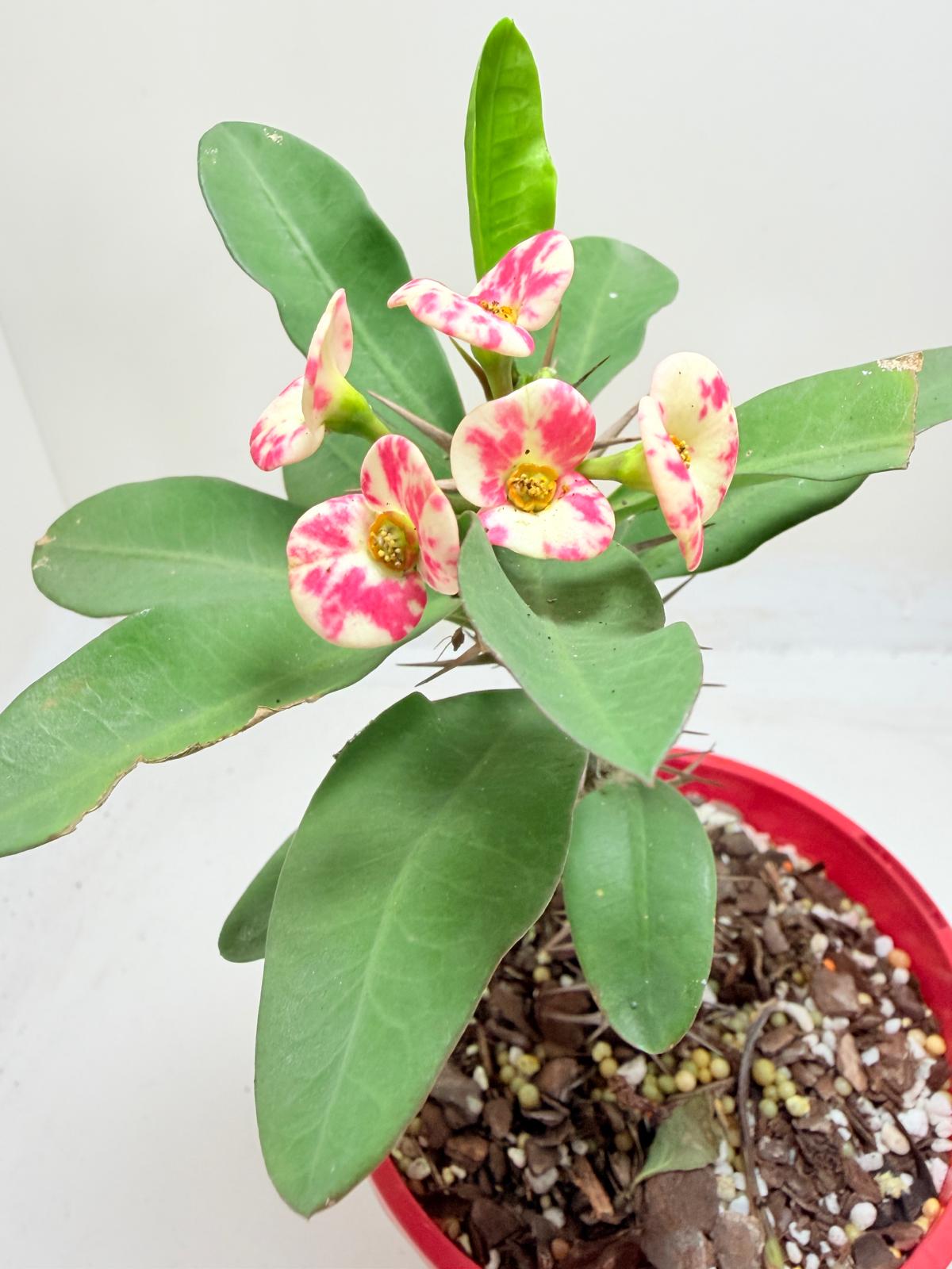 Euphobia Milli - Crown of Thorns #805